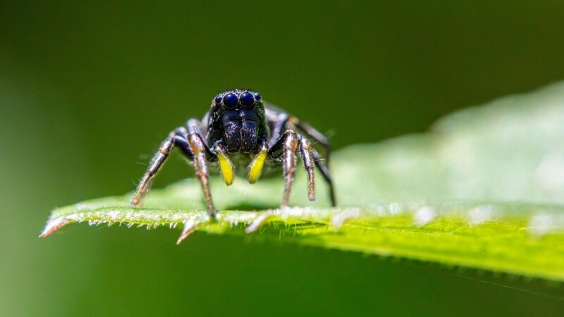 Sonhar com aranha preta: 5 significados misteriosos que vão te intrigar agora