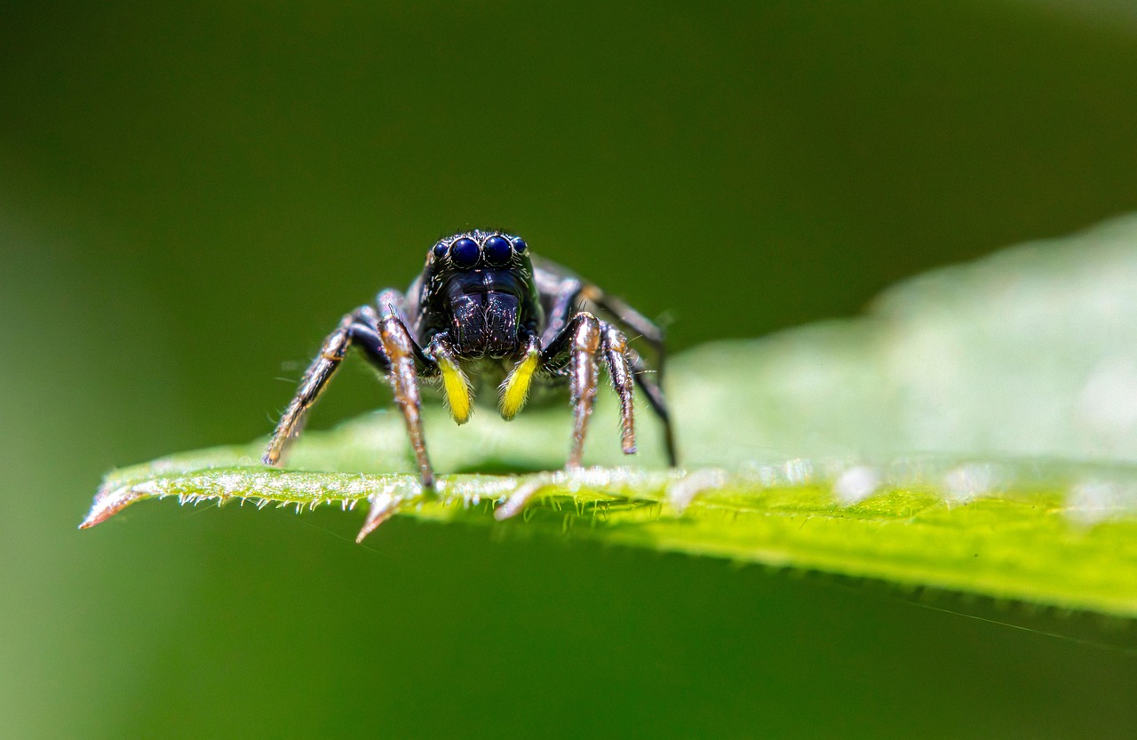 Sonhar com aranha preta: 5 significados misteriosos que vão te intrigar agora