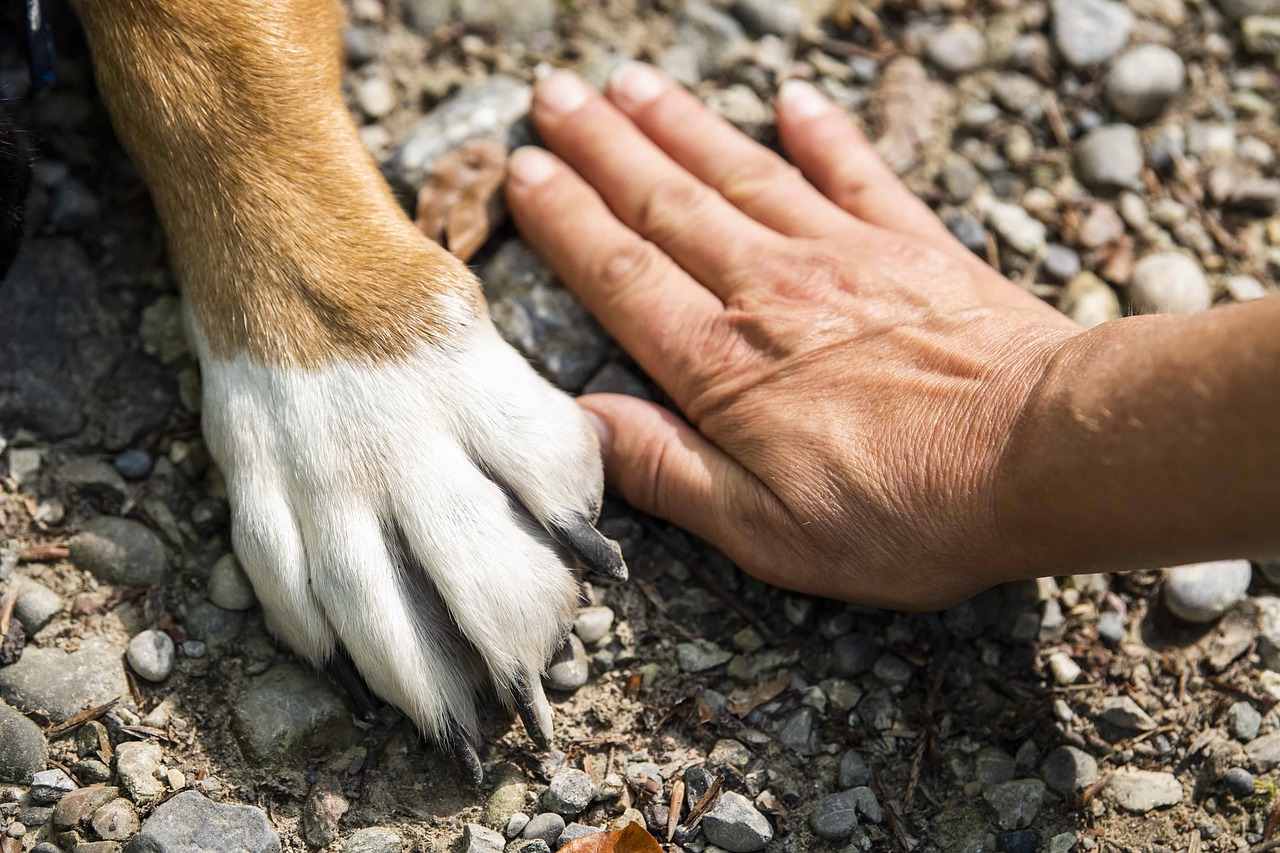 Sonhar com cachorro mordendo a mão: 5 significados que exigem atenção