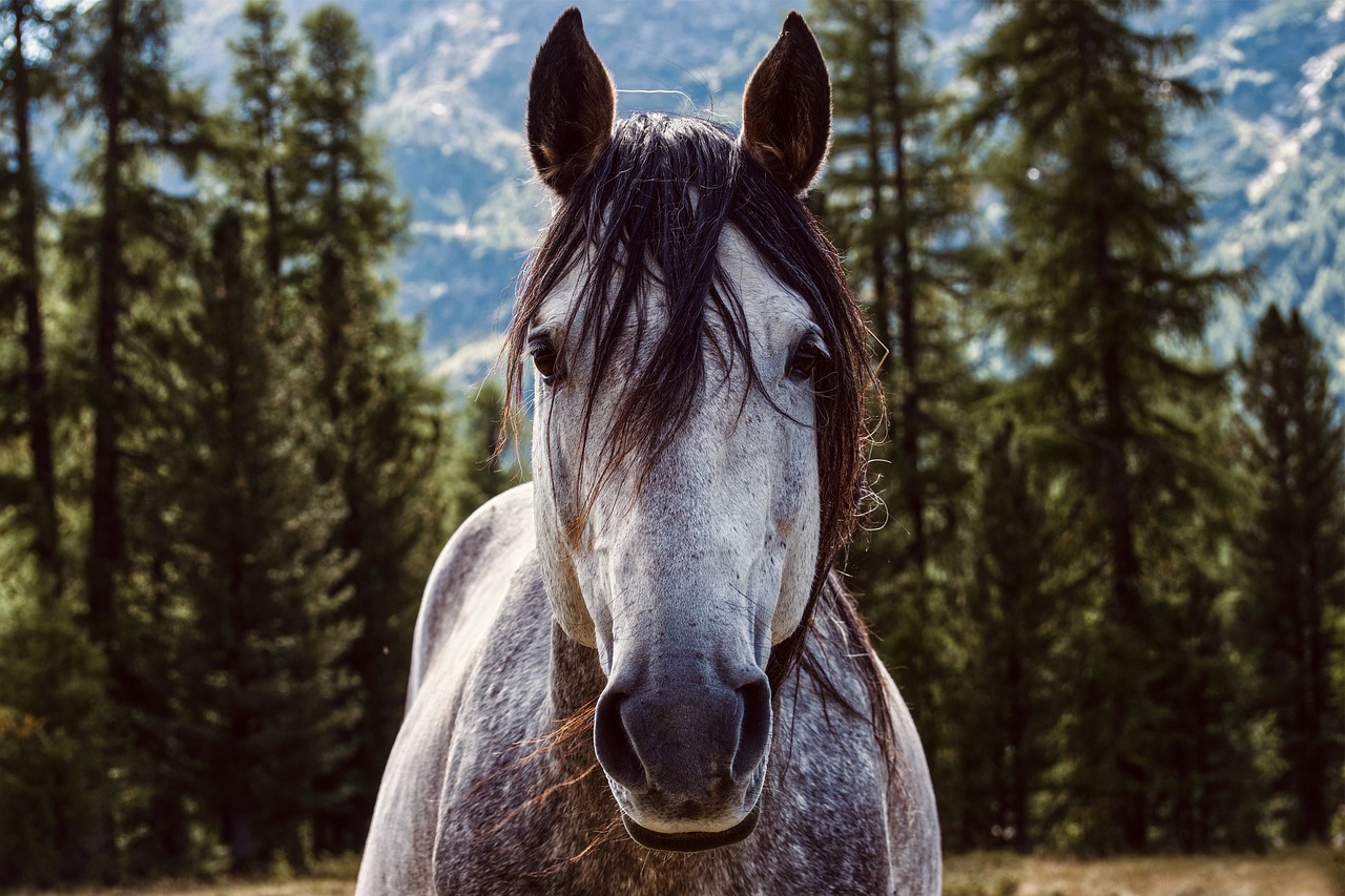 Sonhar com cavalo: 5 mensagens de força que vão galopar em sua vida
