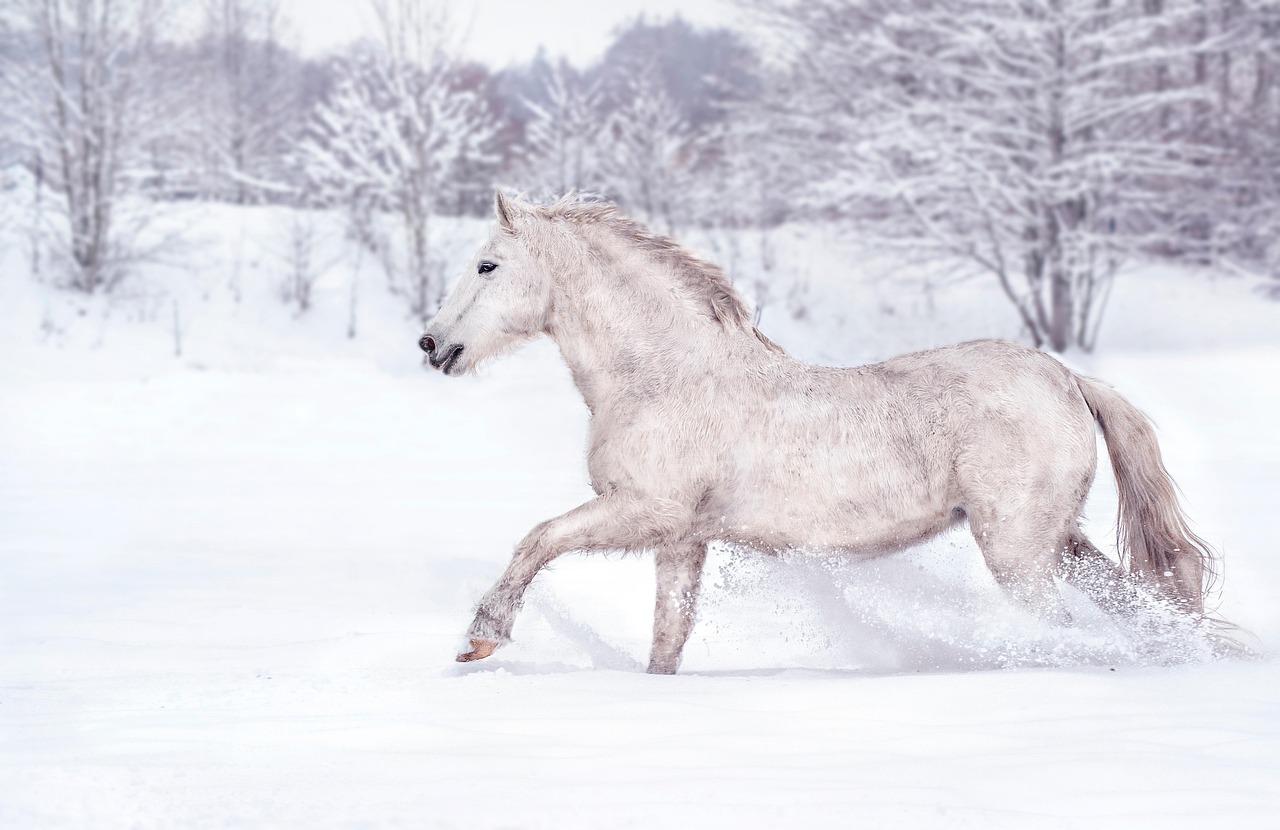 Sonhar com cavalo branco: 5 significados de liberdade e paz interior