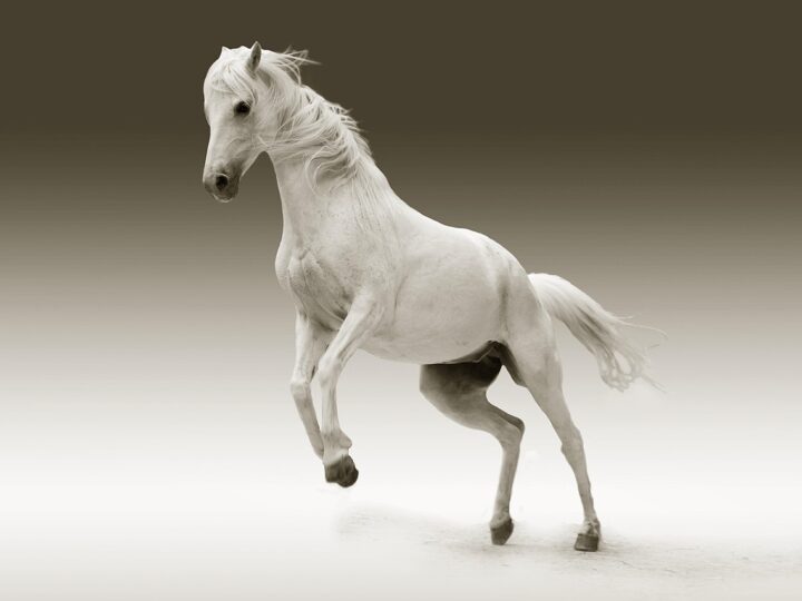 Sonhar com cavalo branco: 5 significados de liberdade e paz interior