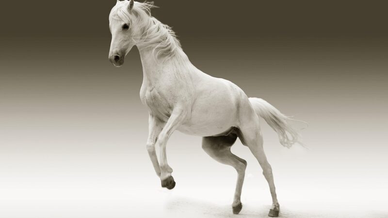 Sonhar com cavalo branco: 5 significados de liberdade e paz interior