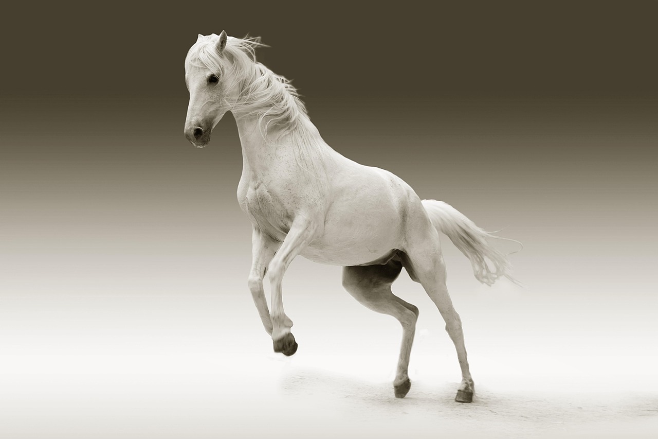 Sonhar com cavalo branco: 5 significados de liberdade e paz interior