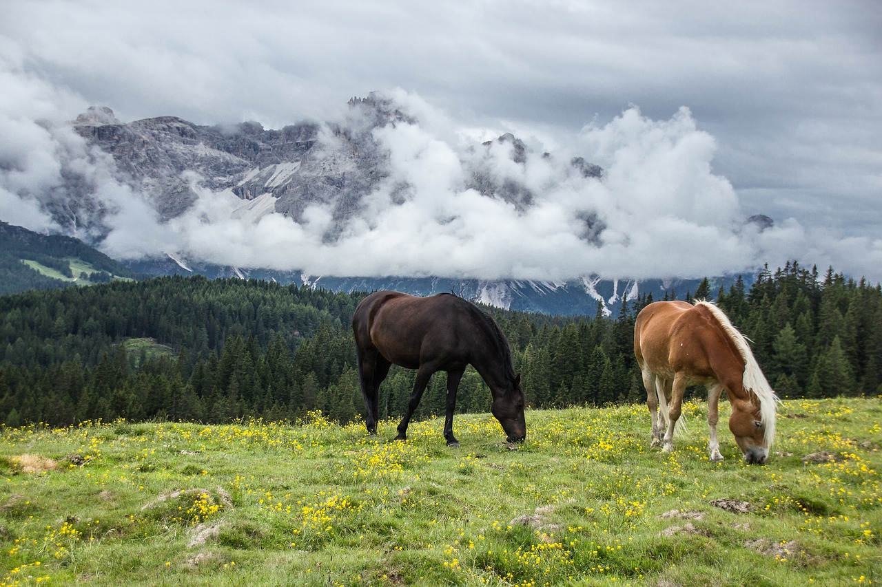 Sonhar com cavalo correndo: 5 significados de energia e liberdade