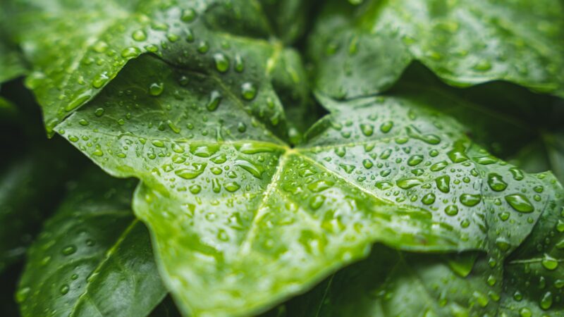 Sonhar com chuva: 5 interpretações que vão lavar suas dúvidas