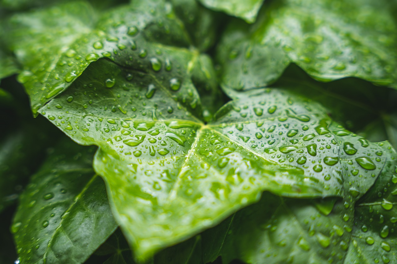 Sonhar com chuva: 5 interpretações que vão lavar suas dúvidas