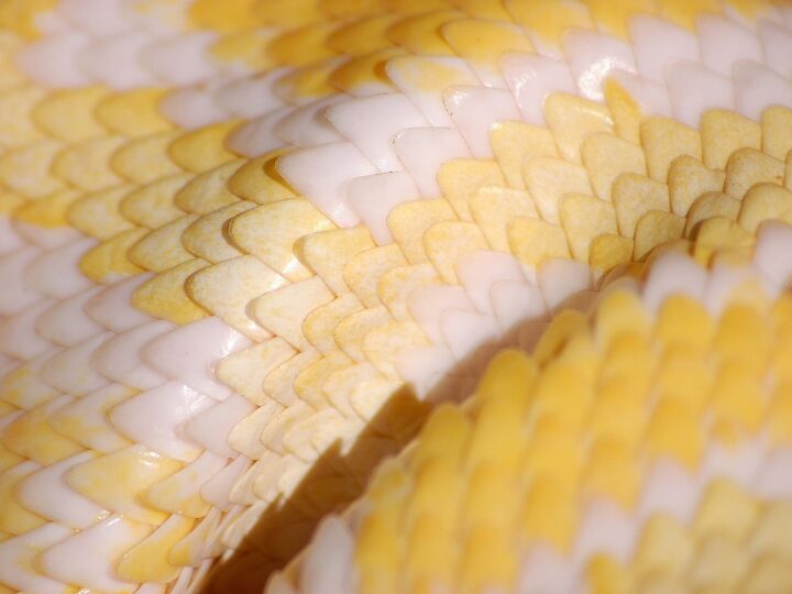 Sonhar com cobra coral: 5 sinais de descontrole que você deve notar