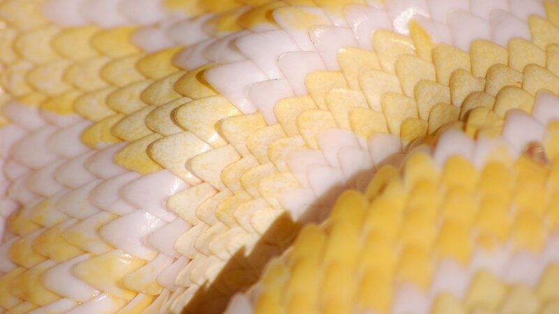 Sonhar com cobra coral: 5 sinais de descontrole que você deve notar