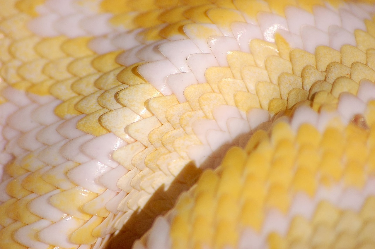 Sonhar com cobra coral: 5 sinais de descontrole que você deve notar