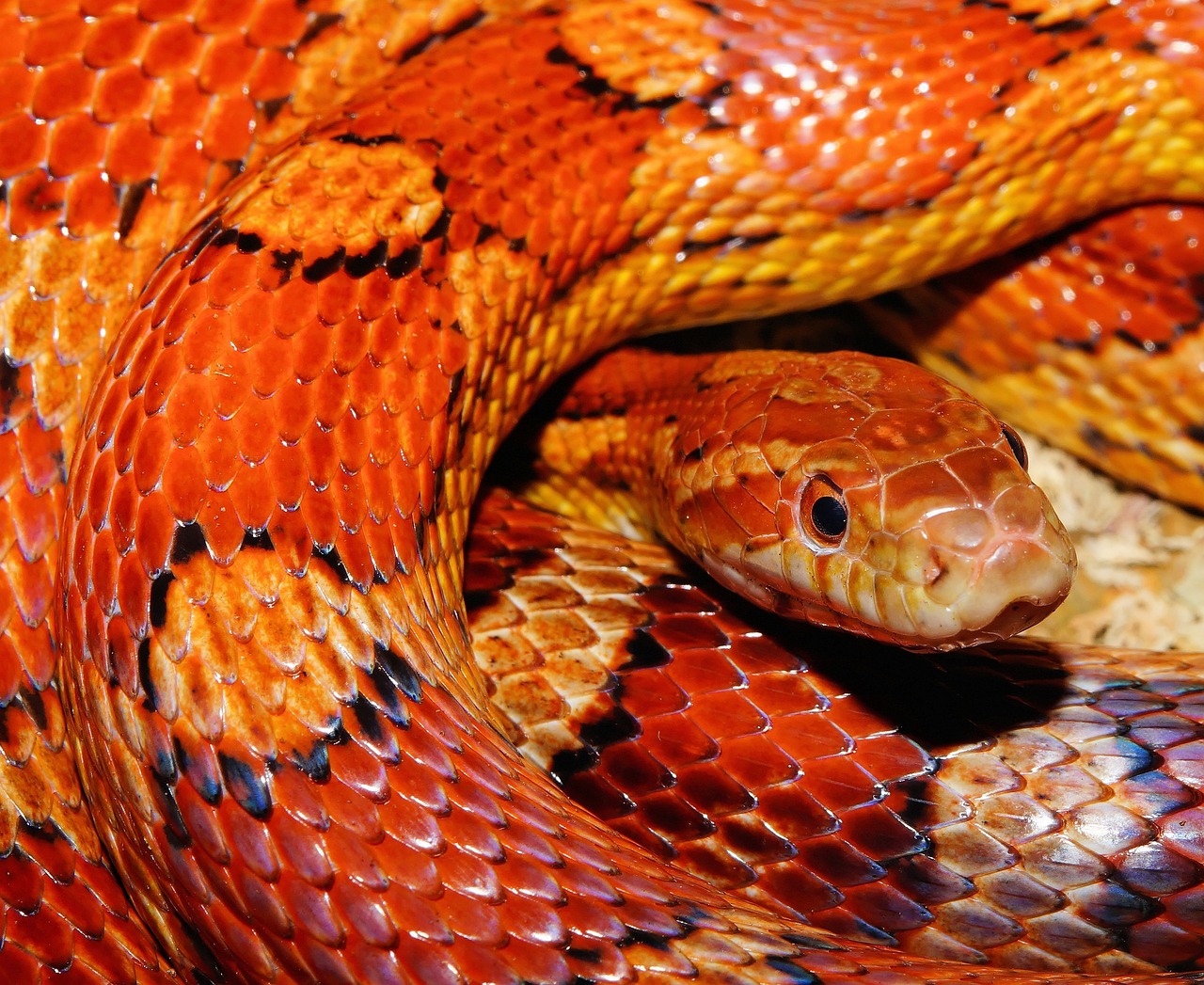 Sonhar com cobra preta: 5 interpretações misteriosas que vão te intrigar