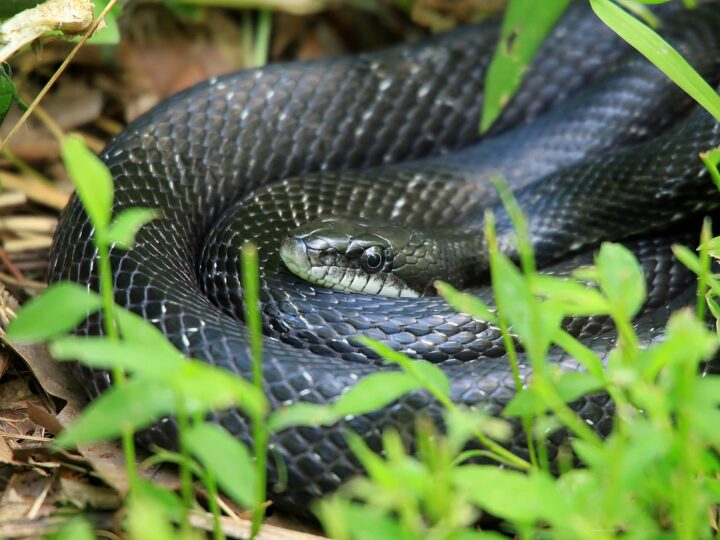 Sonhar com cobra preta: 5 interpretações misteriosas que vão te intrigar