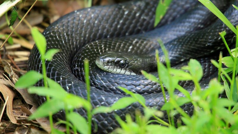 Sonhar com cobra preta: 5 interpretações misteriosas que vão te intrigar