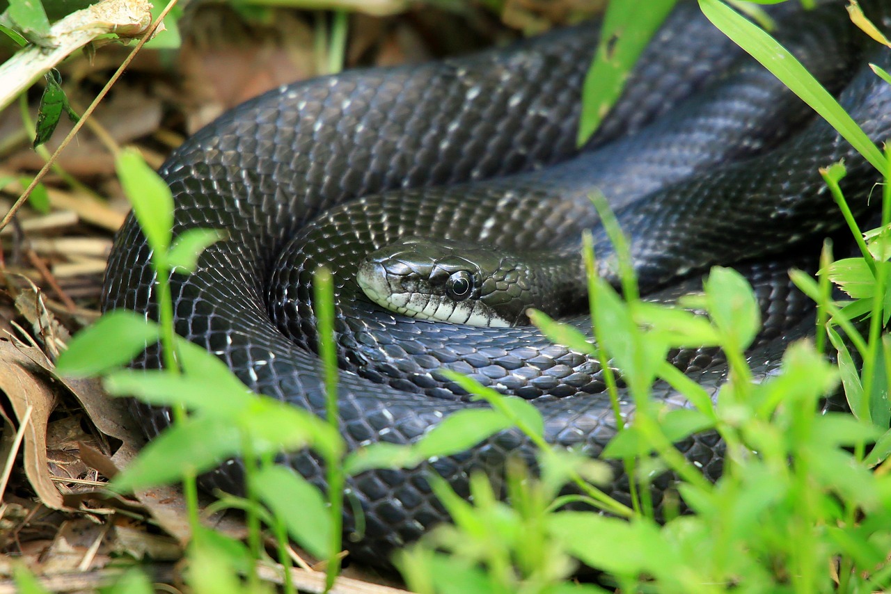 Sonhar com cobra preta: 5 interpretações misteriosas que vão te intrigar