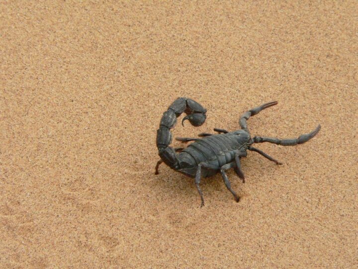 Sonhar com escorpião: 5 interpretações que alertam para perigos ocultos