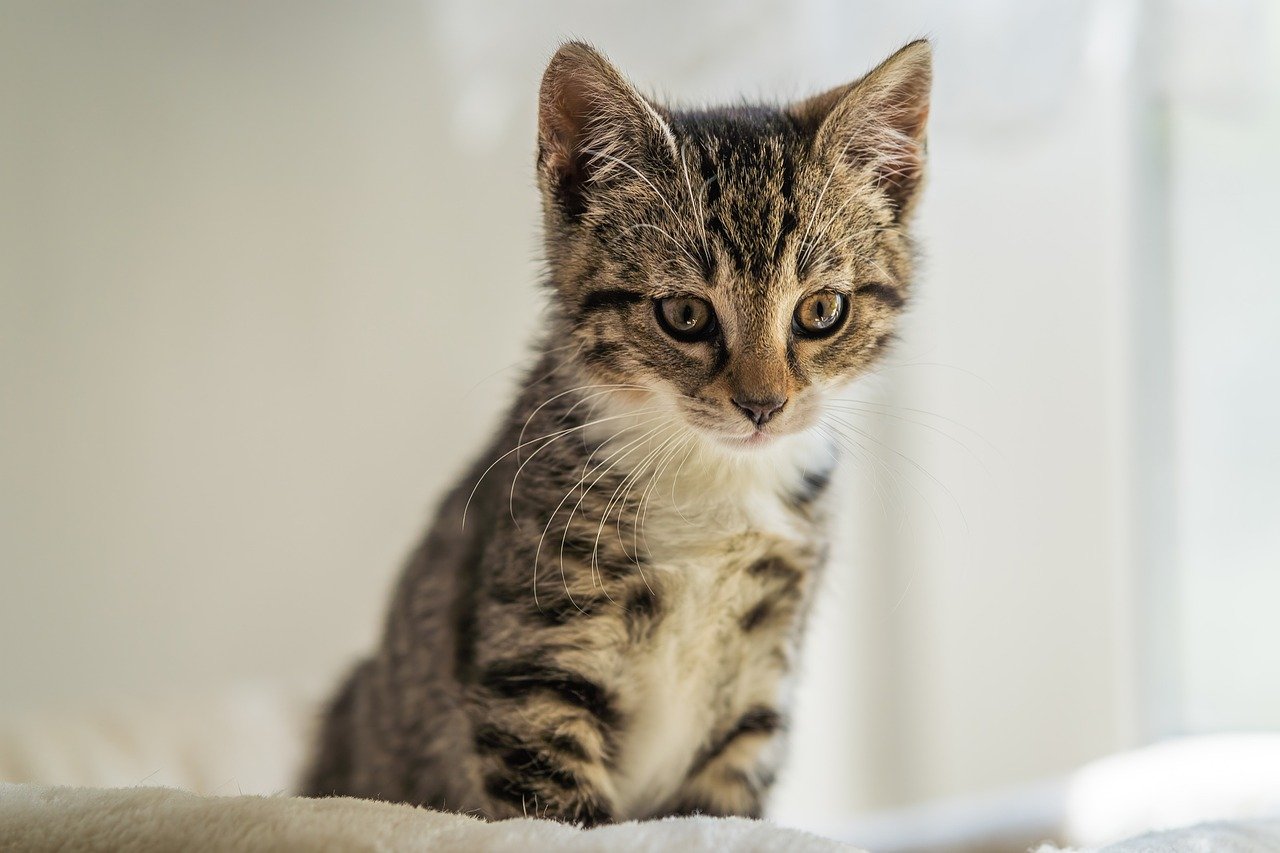 Sonhar com filhote de gato: 5 significados adoráveis que vão te conquistar