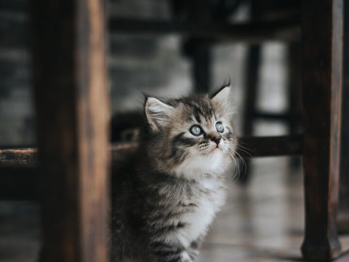 Sonhar com filhote de gato: 5 significados adoráveis que vão te conquistar