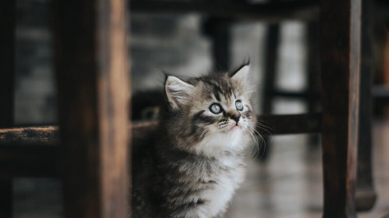 Sonhar com filhote de gato: 5 significados adoráveis que vão te conquistar
