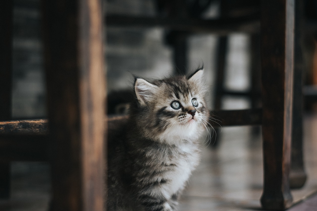 Sonhar com filhote de gato: 5 significados adoráveis que vão te conquistar