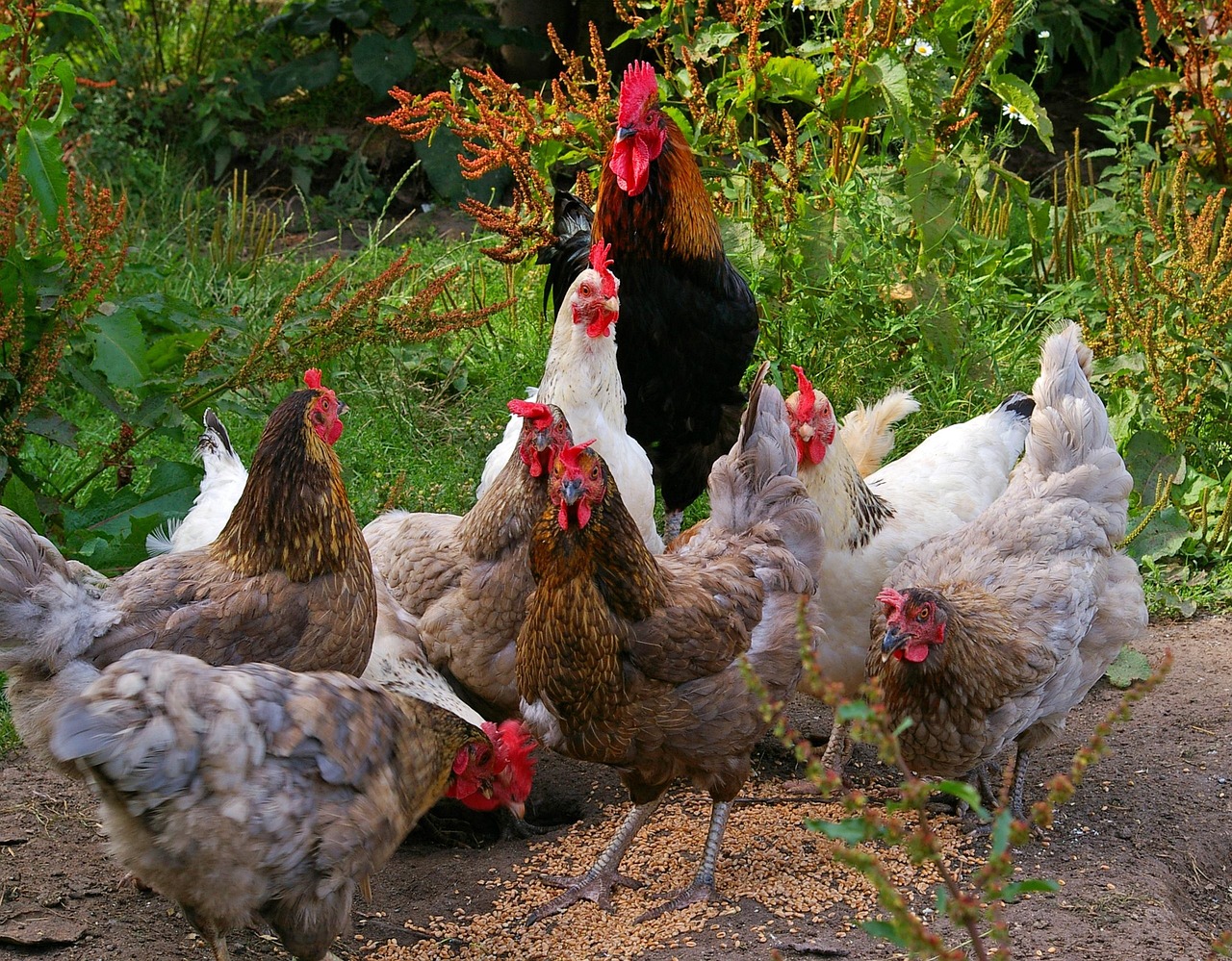 Sonhar com frango: 5 interpretações que revelam prosperidade e desafios