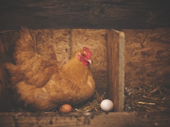 Sonhar com frango: 5 interpretações que revelam prosperidade e desafios