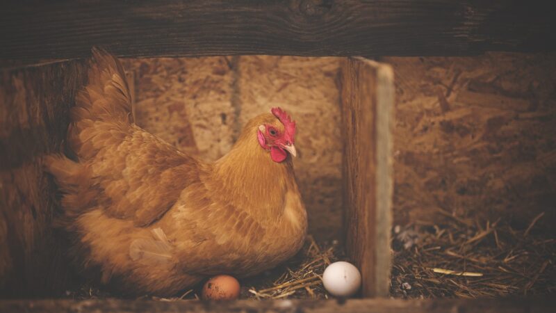 Sonhar com frango: 5 interpretações que revelam prosperidade e desafios