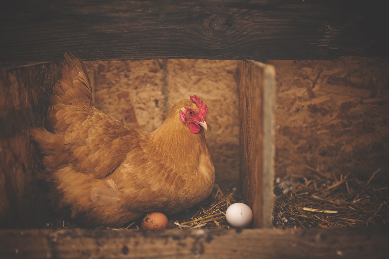 Sonhar com frango: 5 interpretações que revelam prosperidade e desafios