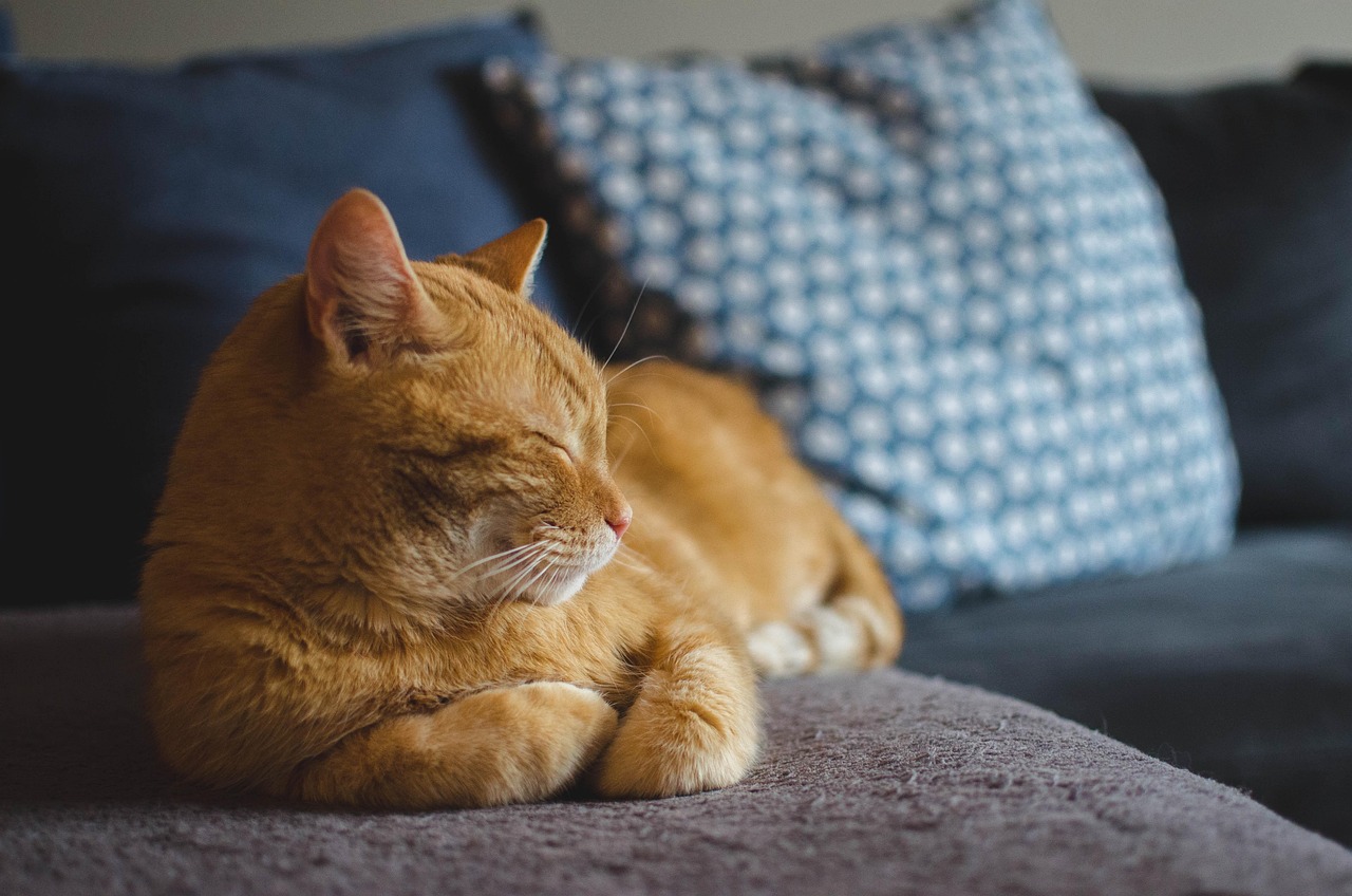 Sonhar com gato branco: 5 significados místicos que você precisa descobrir