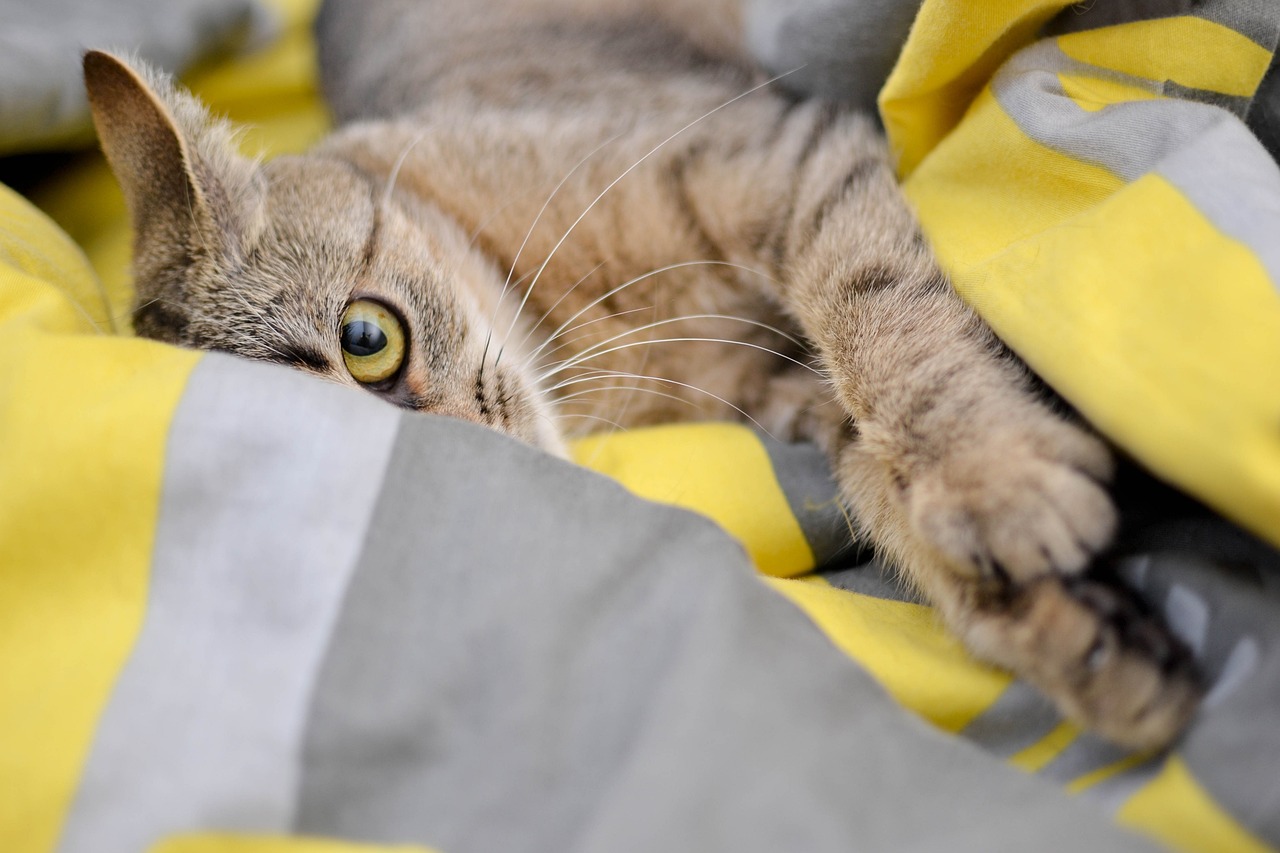 Sonhar com gato preto: 5 interpretações que desvendam mitos e verdades