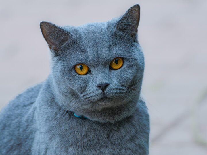 Sonhar com gato preto: 5 interpretações que desvendam mitos e verdades