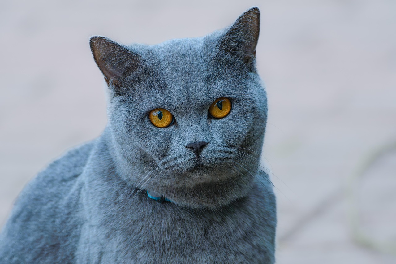 Sonhar com gato preto: 5 interpretações que desvendam mitos e verdades