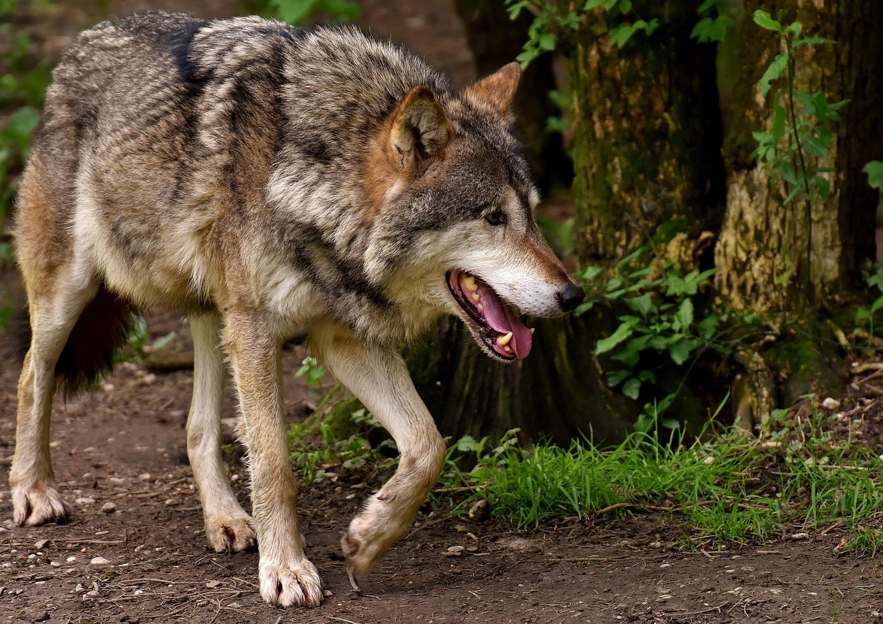 Sonhar com lobo: 5 significados que testam sua força e determinação