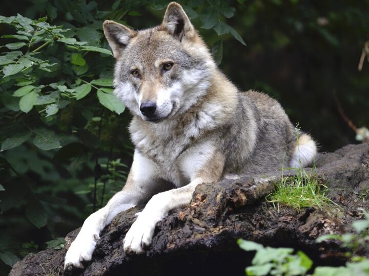 Sonhar com lobo: 5 significados que testam sua força e determinação