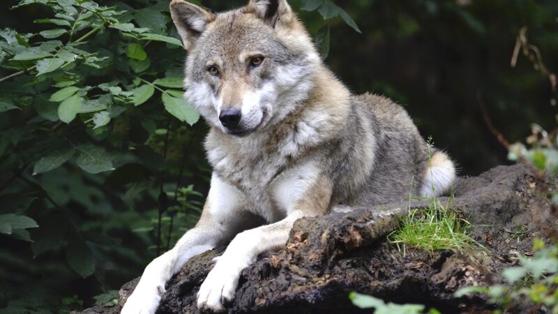 Sonhar com lobo: 5 significados que testam sua força e determinação