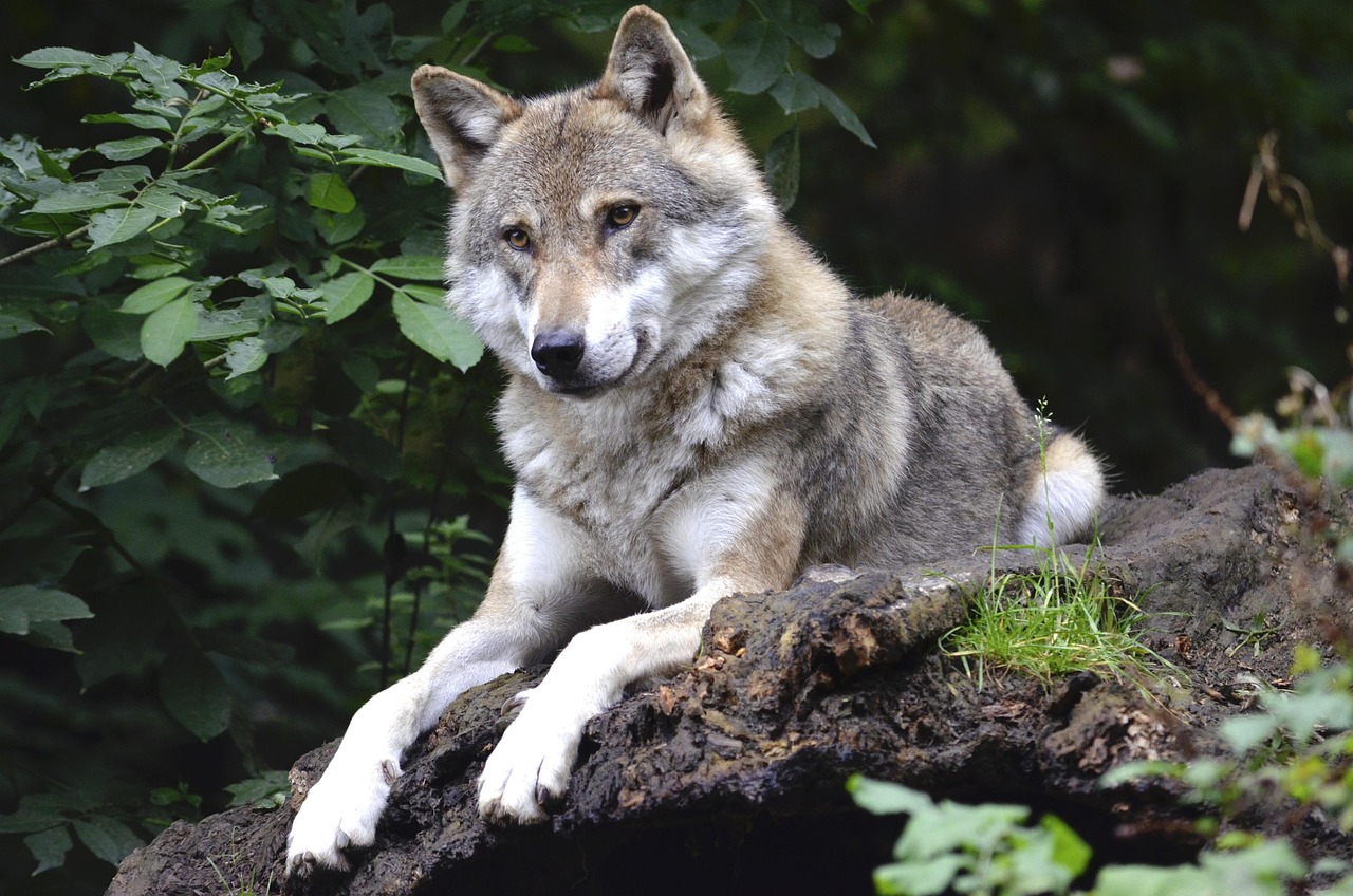 Sonhar com lobo: 5 significados que testam sua força e determinação
