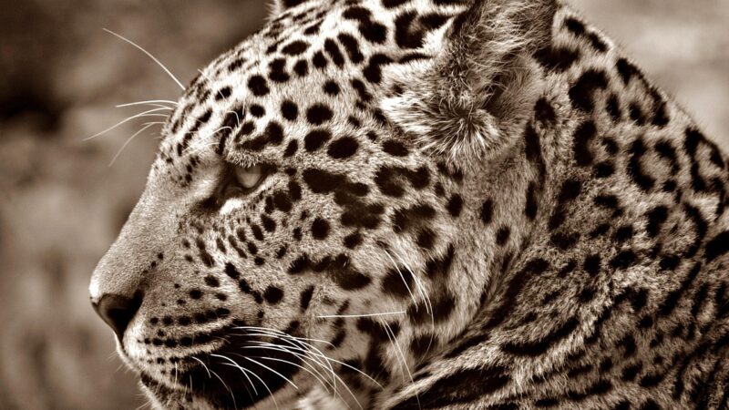 Sonhar com onça: 5 interpretações selvagens que você precisa conhecer