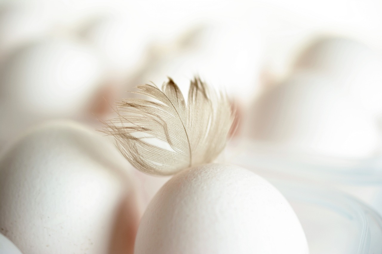 Sonhar com ovo branco: 5 interpretações que simbolizam novos começos