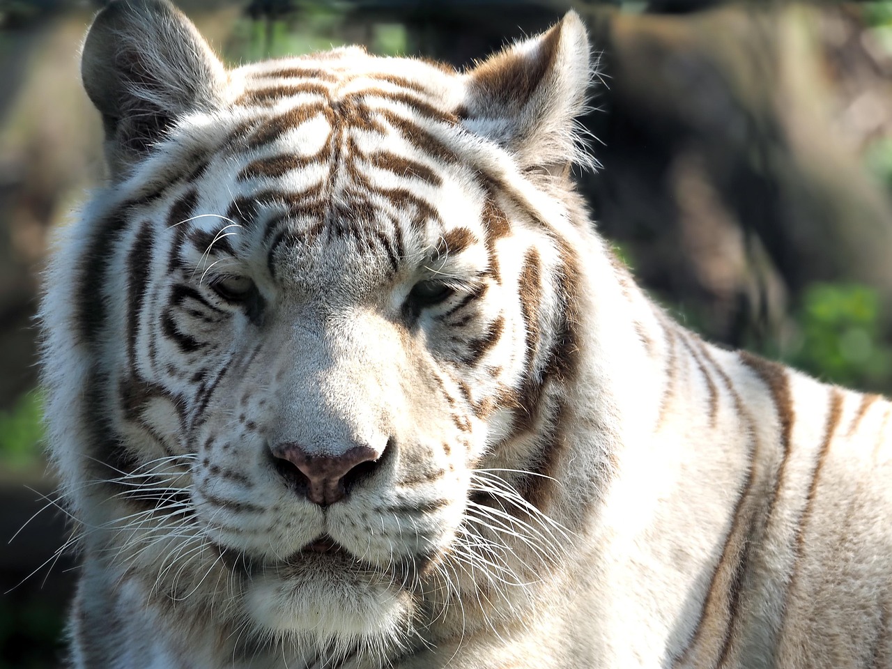 Sonhar com tigre: 5 revelações poderosas que vão rugir em sua vida