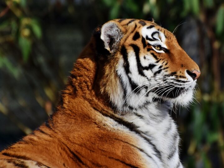 Sonhar com tigre: 5 revelações poderosas que vão rugir em sua vida