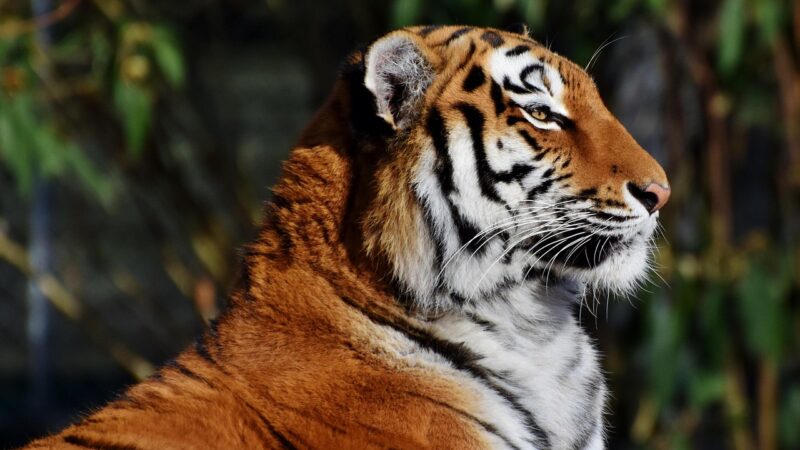 Sonhar com tigre: 5 revelações poderosas que vão rugir em sua vida