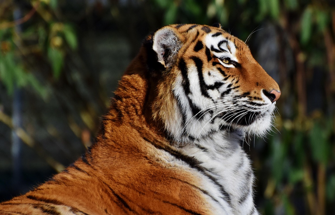 Sonhar com tigre: 5 revelações poderosas que vão rugir em sua vida