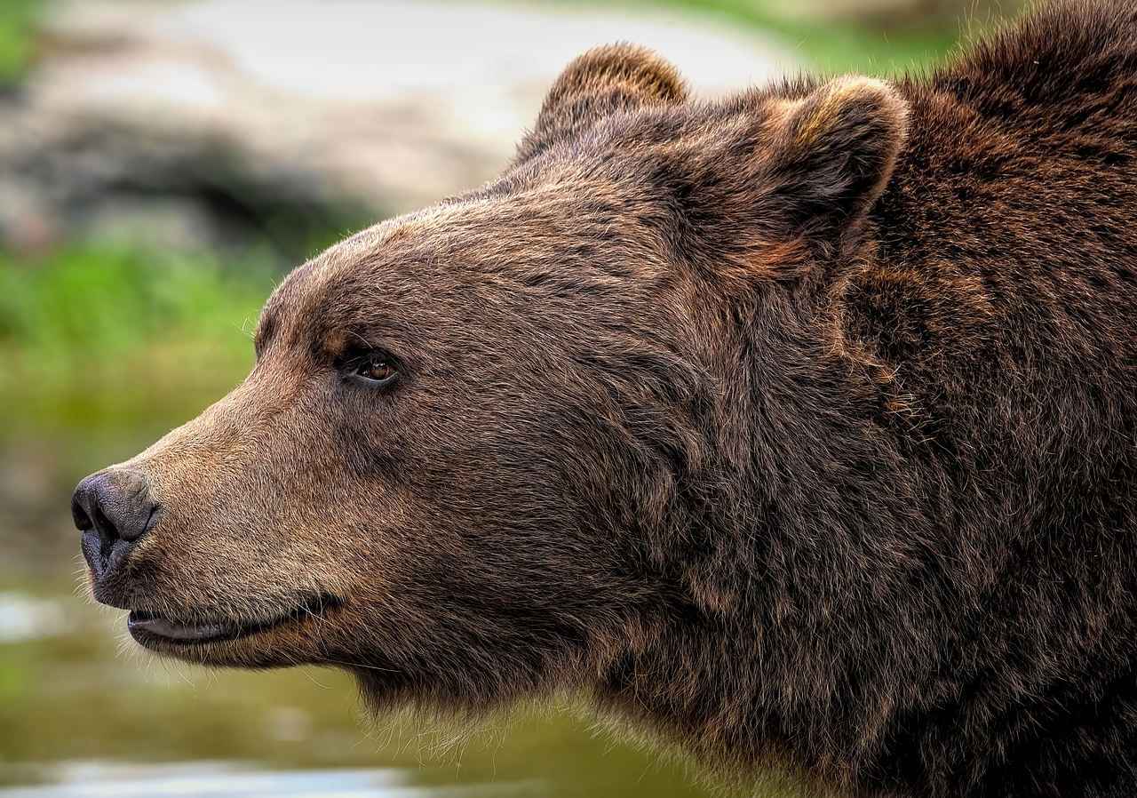 Sonhar com urso: 5 significados poderosos que vão despertar sua coragem
