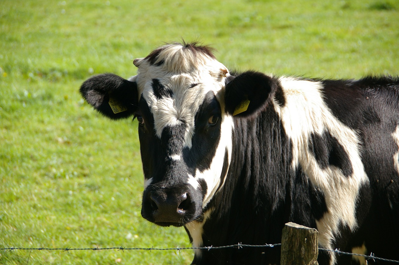 Sonhar com vaca morta: 5 significados estranhos que você precisa entender