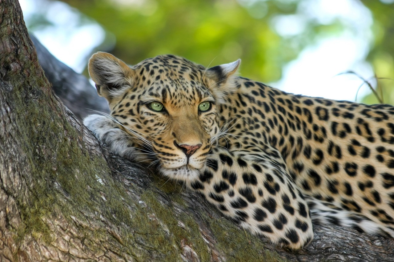 Sonhos com animais: 5 significados selvagens que você deve entender