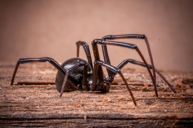 Sonhar com aranha preta: 5 significados misteriosos que vão te intrigar agora