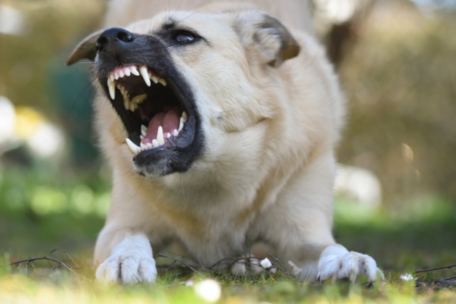 Sonhar com cachorro mordendo a mão: 5 significados que exigem atenção