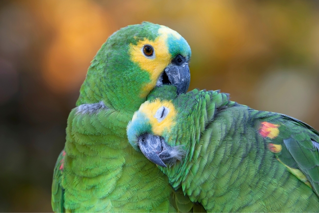 Sonhar com papagaio: 5 significados vibrantes que exigem sua atenção