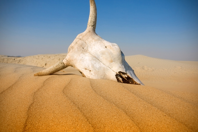 Sonhar com vaca morta: 5 significados estranhos que você precisa entender