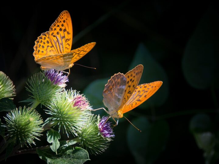 Borboleta laranja significado: 5 mensagens vibrantes que vão te encantar