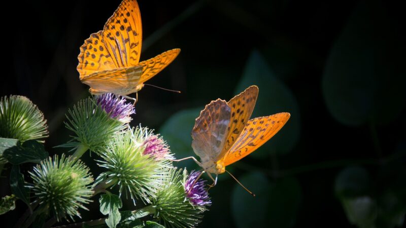 Borboleta laranja significado: 5 mensagens vibrantes que vão te encantar